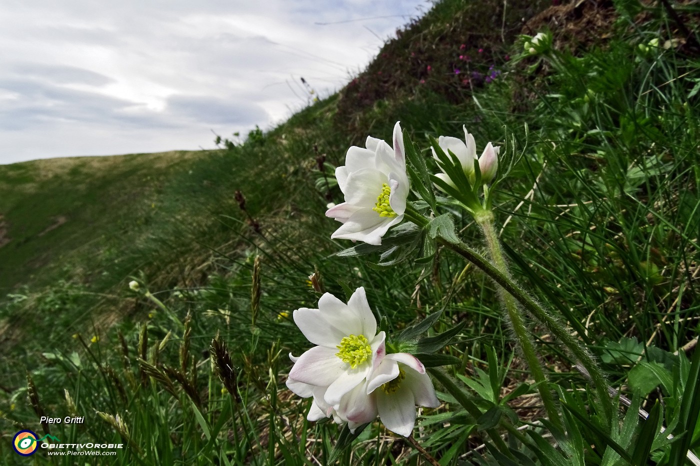 38 Anemone narcissino in apertura.JPG -                                